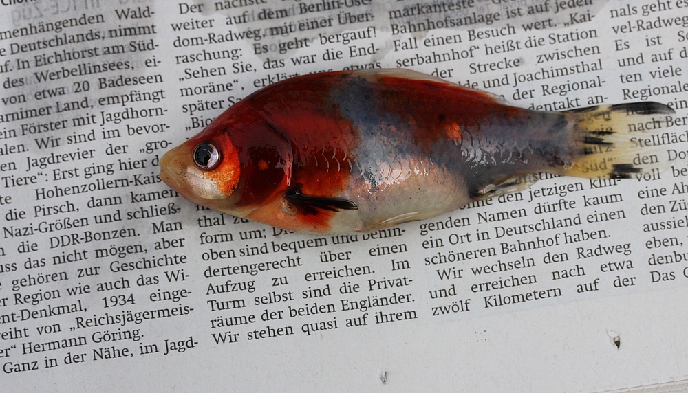 Eine Trophäe des "Reichsjägermeisters"