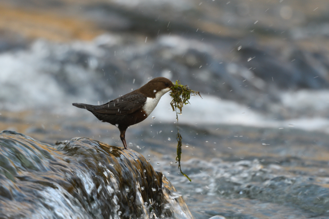 Wasseramsel