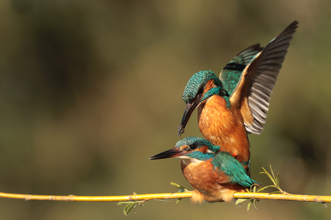 Eisvogelpaarung