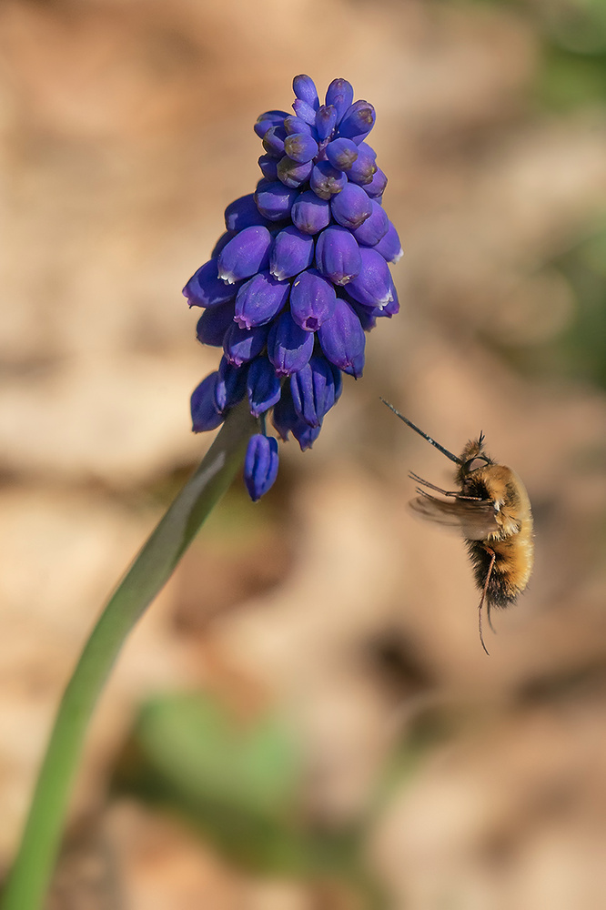 Fliegender Wolli