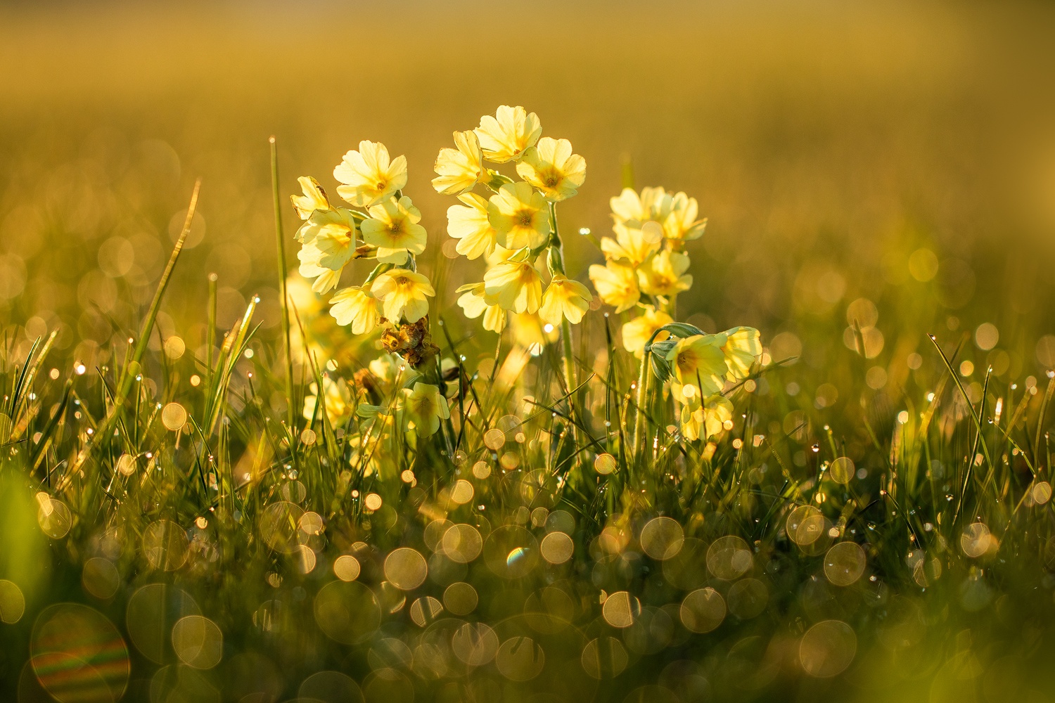 bling bling (Forum für Naturfotografen)