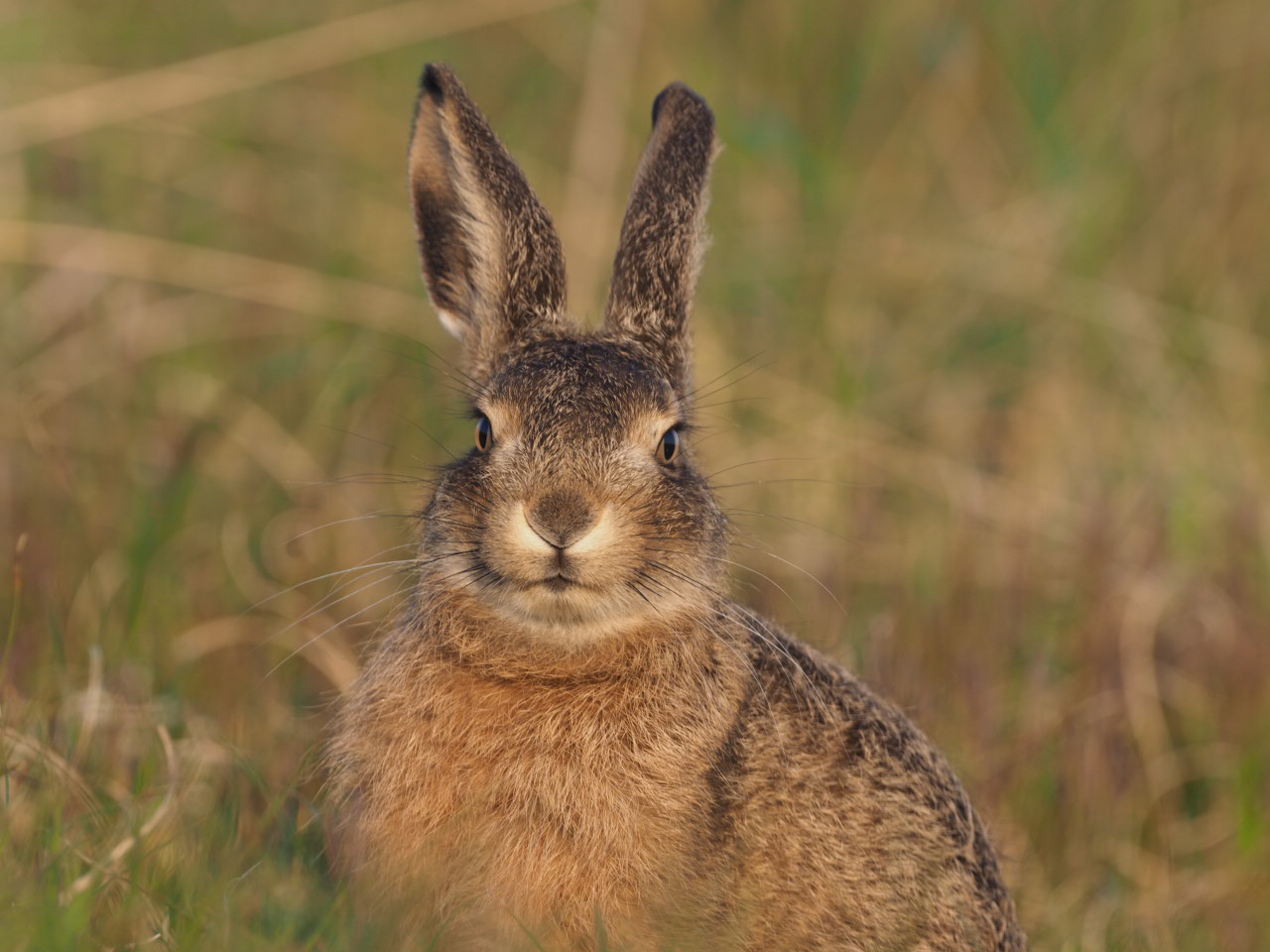 Junger Hase