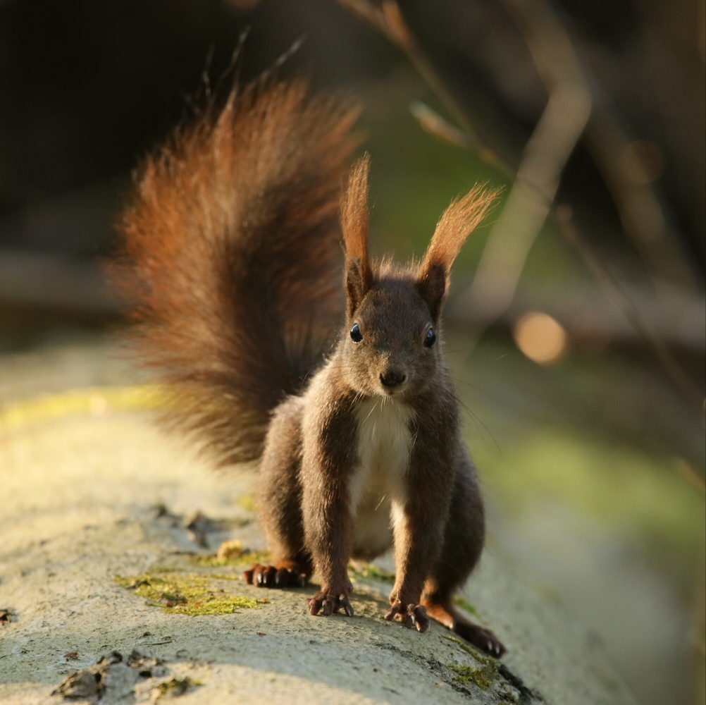 Eichhörnchen - Portrait