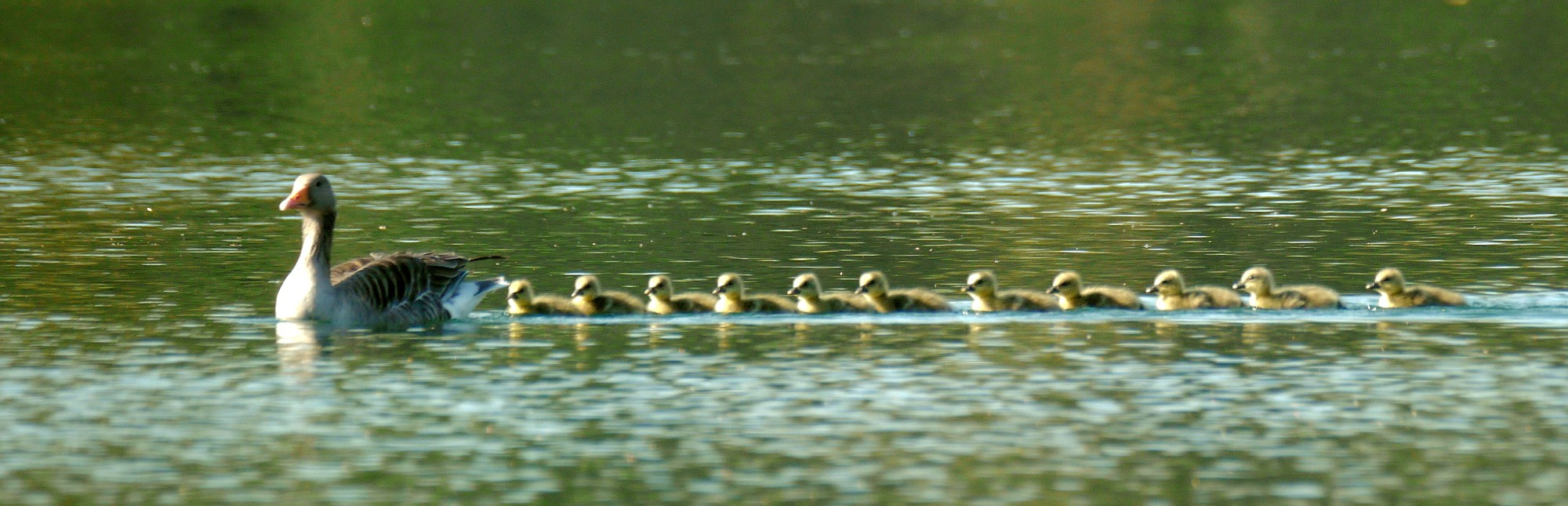 "Gänseschwimm"