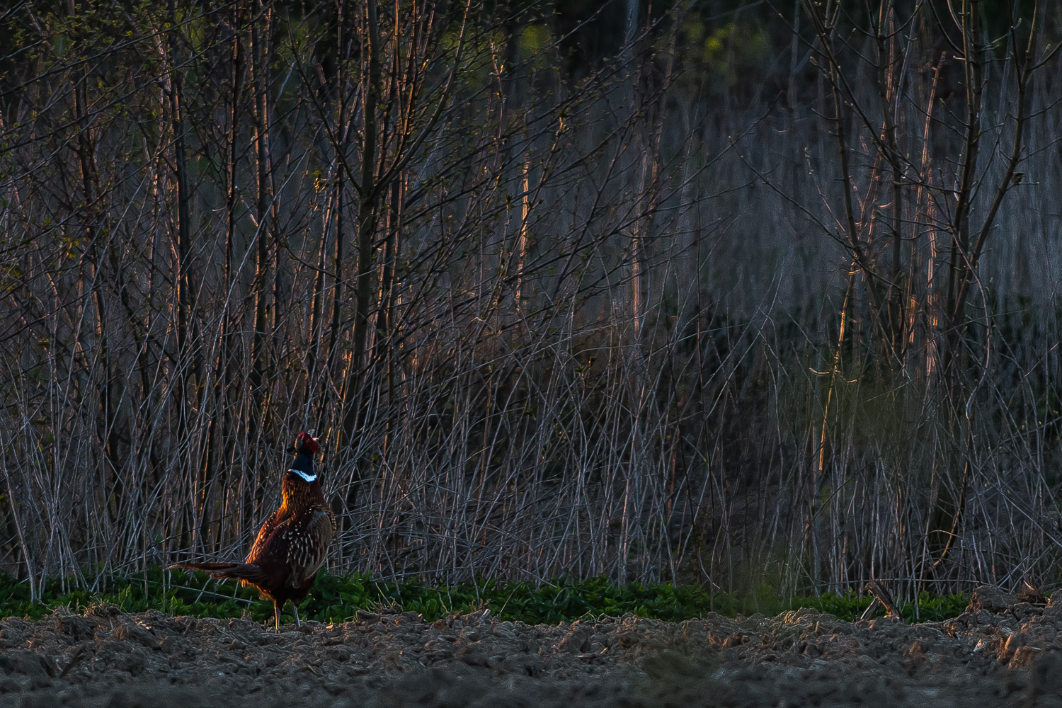 Der Ruf des Jagdfasans im Abendlicht