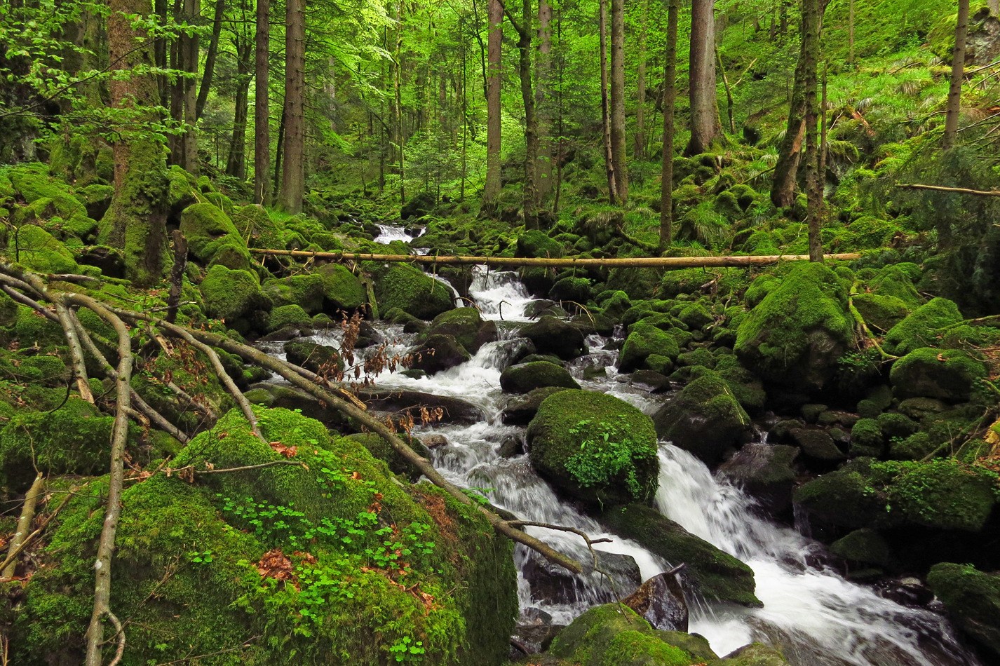 Frische Waldatmosphäre fast wie im Regenwald...