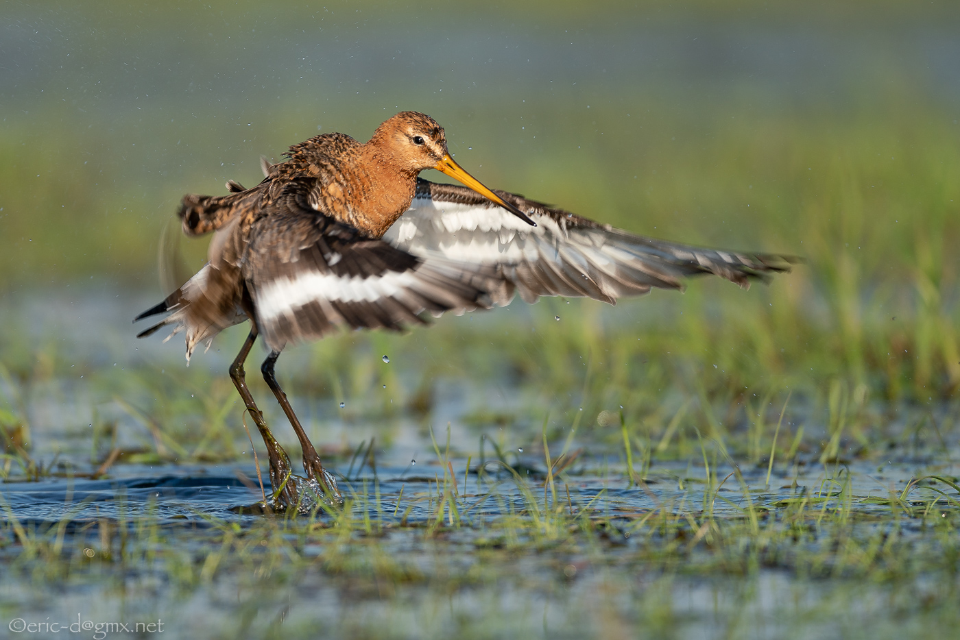 Morgentoillette bei Limosa Limosa