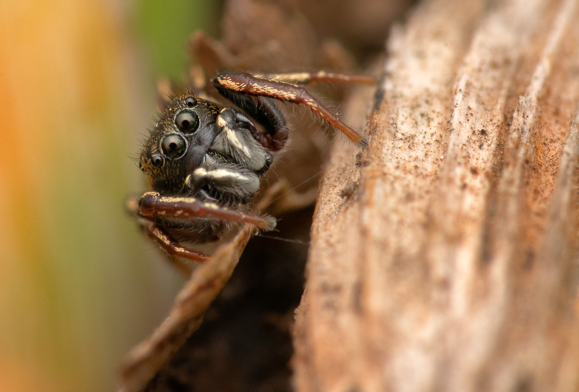 2te Variante der Springspinne