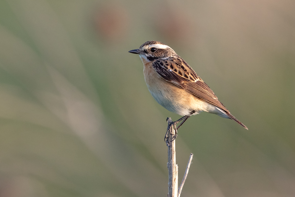 Braunkehlchen