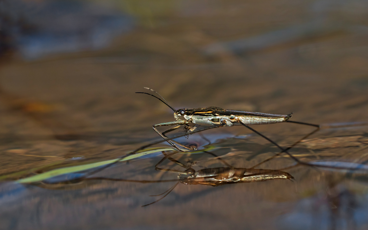 Wasserläufer