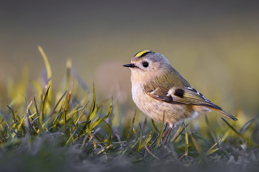 Wintergoldhähnchen