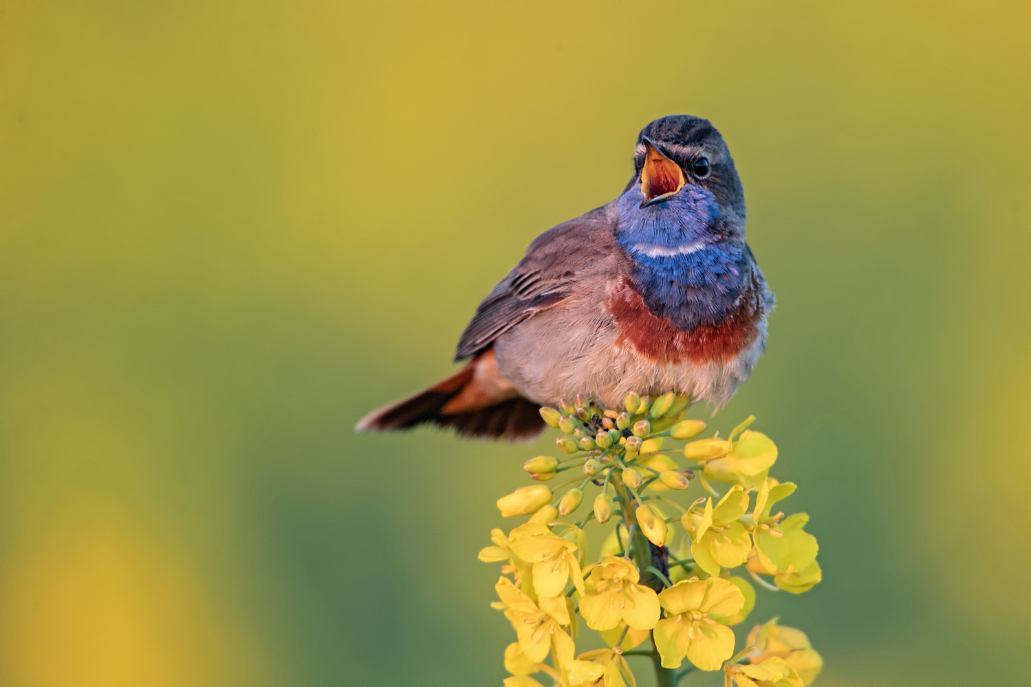 Blaukehlchen auf Rapsblüte