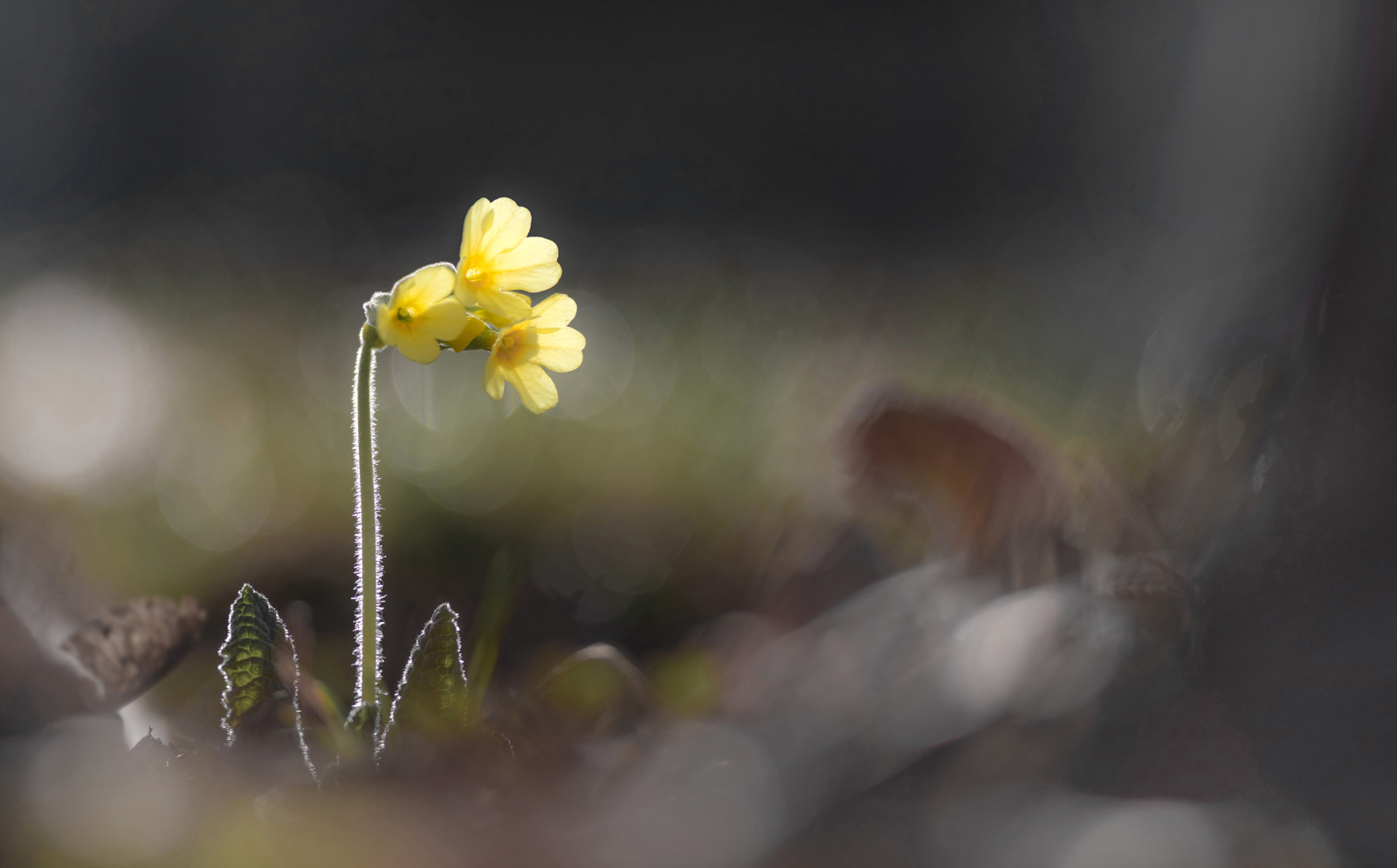 Hohe Schlüsselblume (Primula elatior)