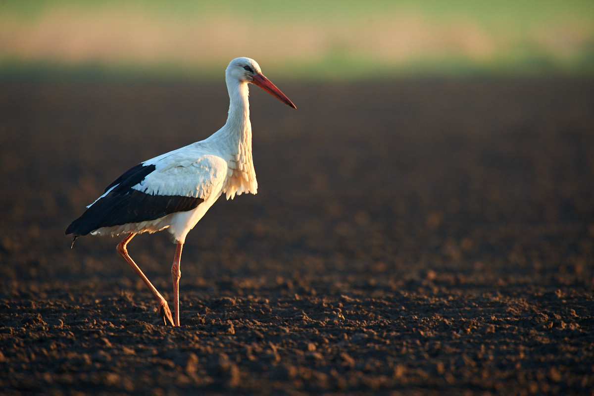 Weißstorch im Morgenlicht