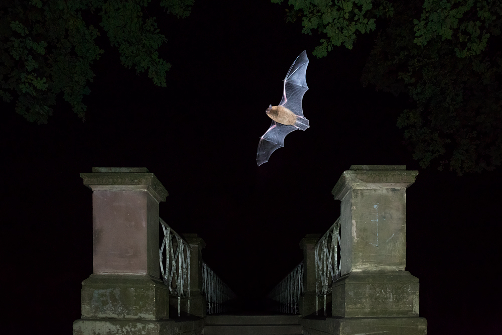 ~ In der Nacht ~