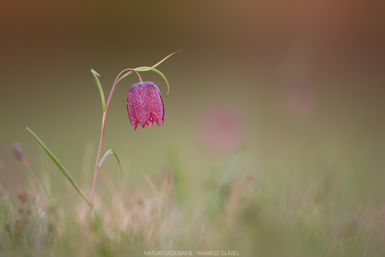 Schach(brett)blume (Fritillaria meleagris)
