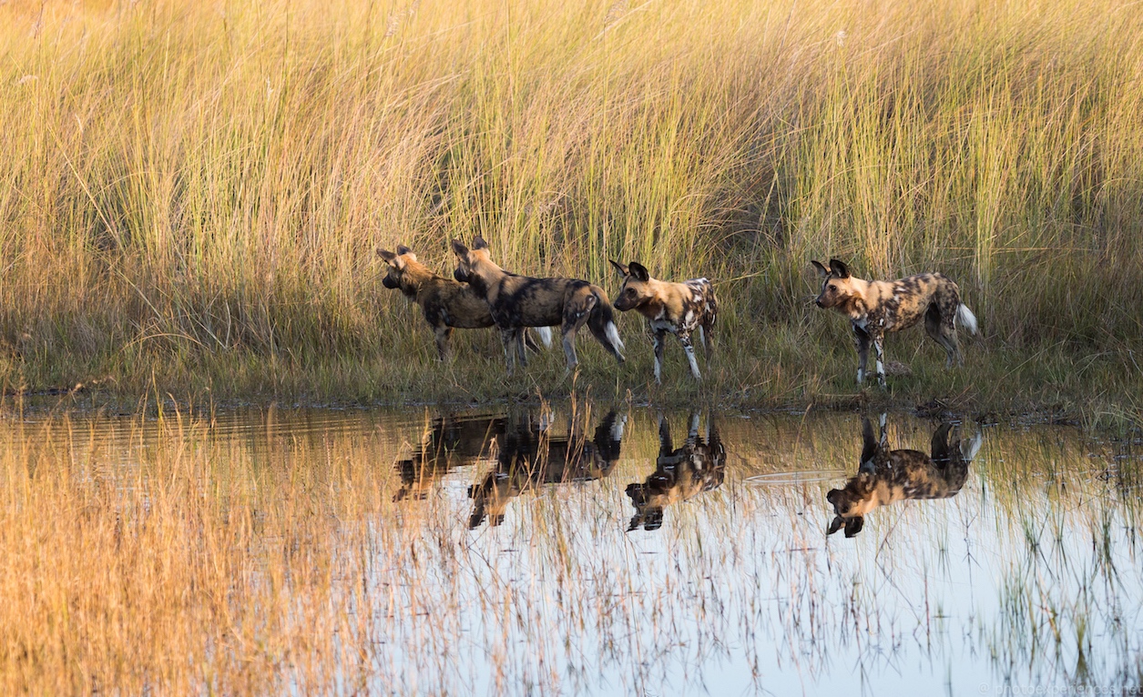 Wildhunde auf Jagd