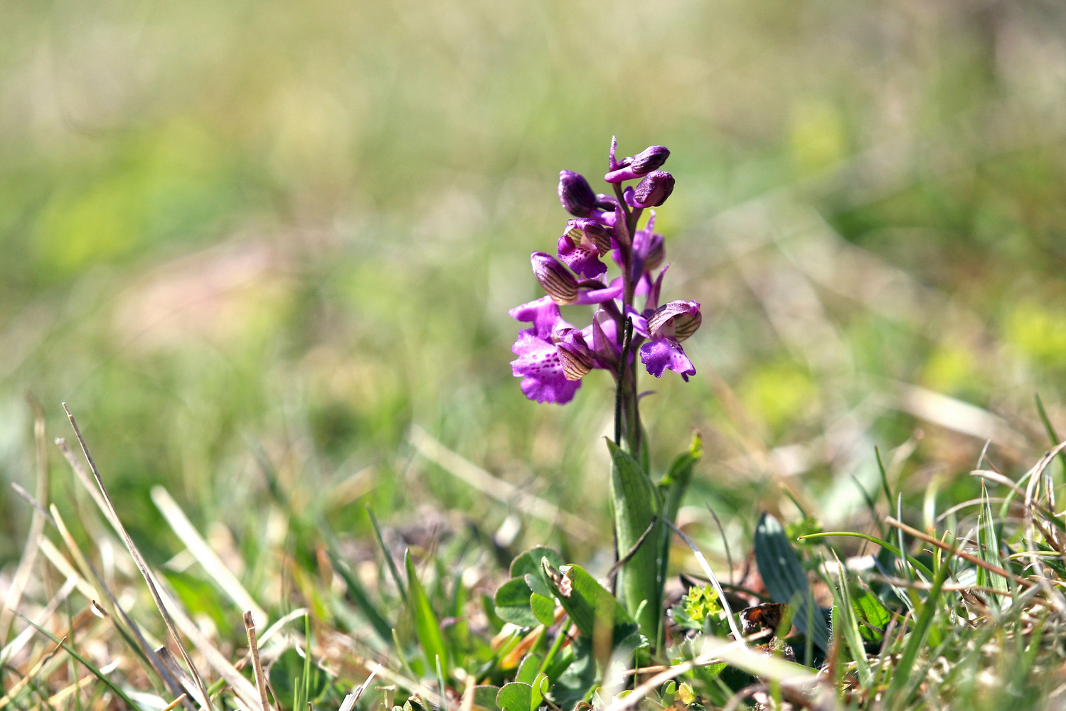 Kleines Knabenkraut - Anacamptis morio