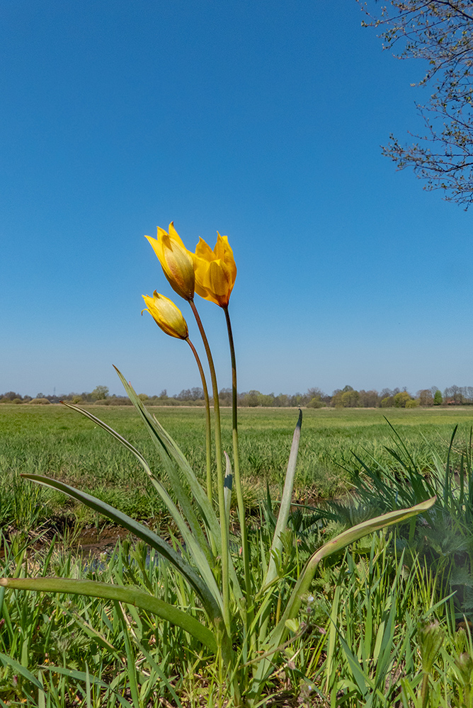 Eine seltene Blume in der Elbtalaue...