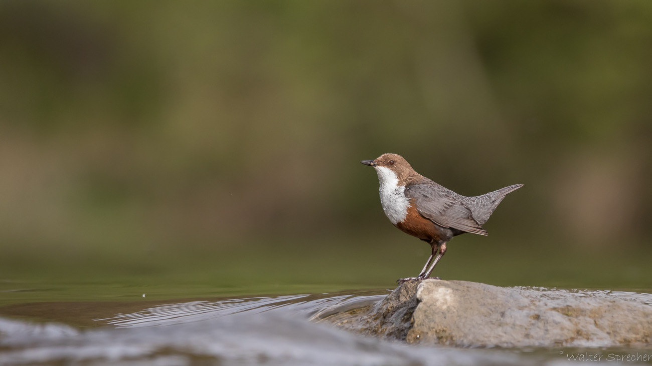 Wasseramsel ll