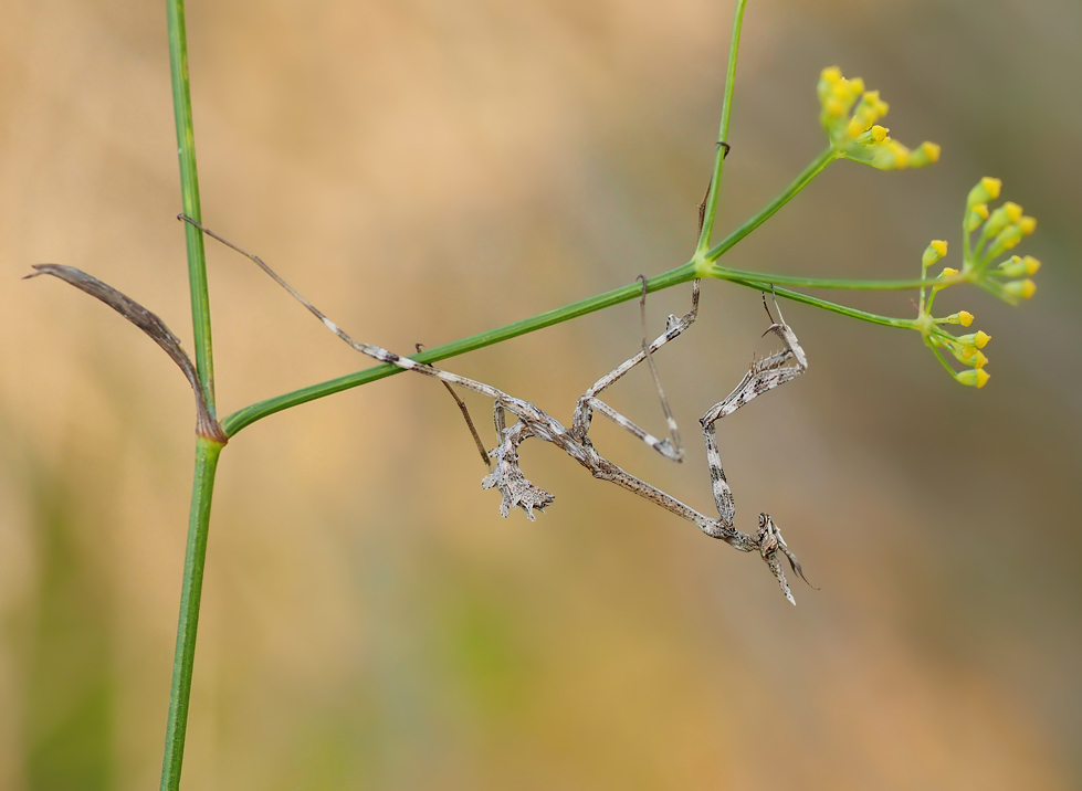 Miniempusa auf Wildem Fenchel