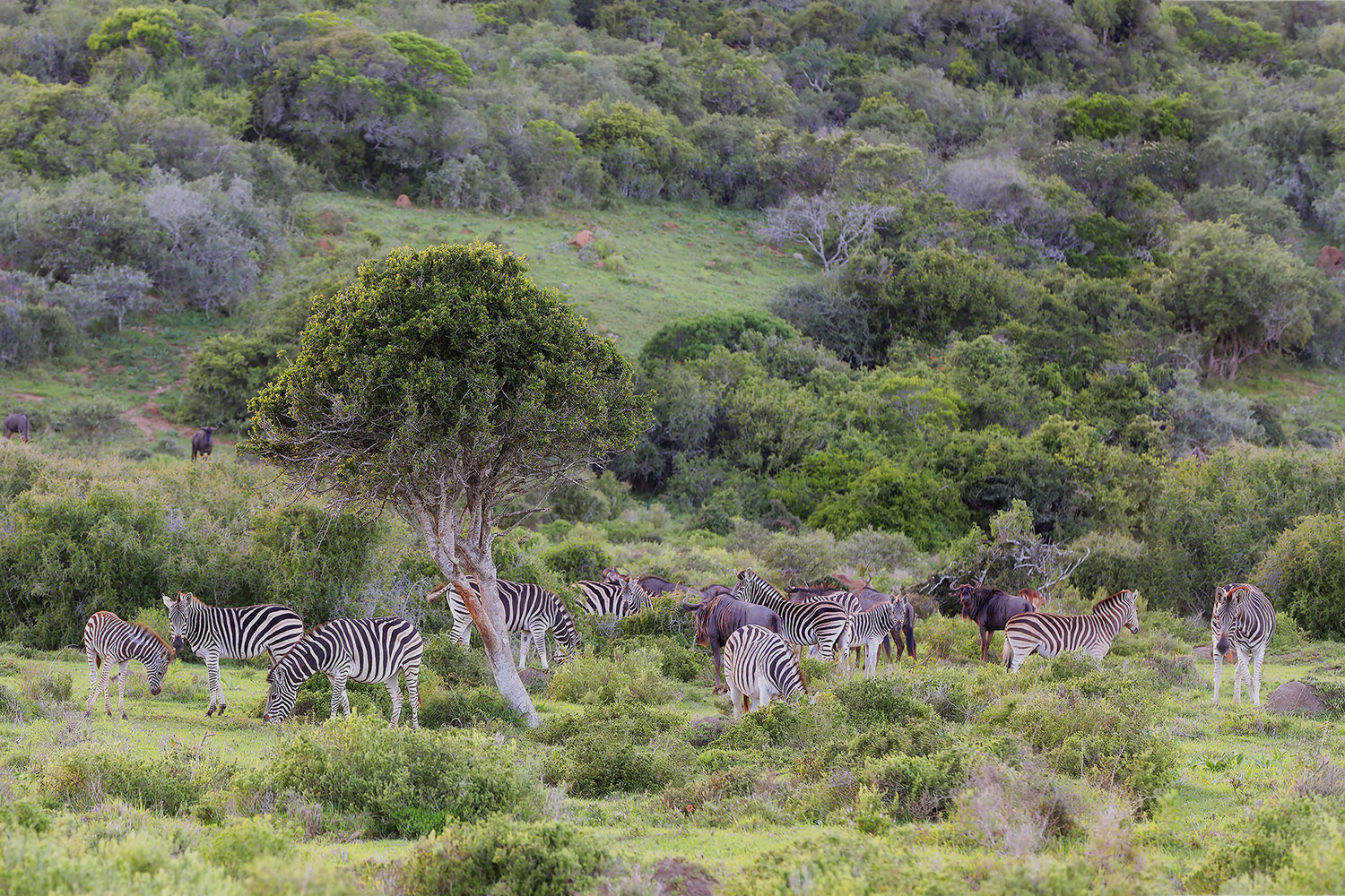 Im Reich der wilden Tiere