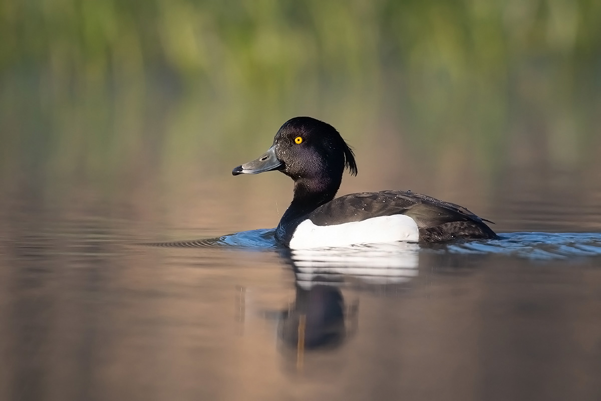 Allerweltsvogel