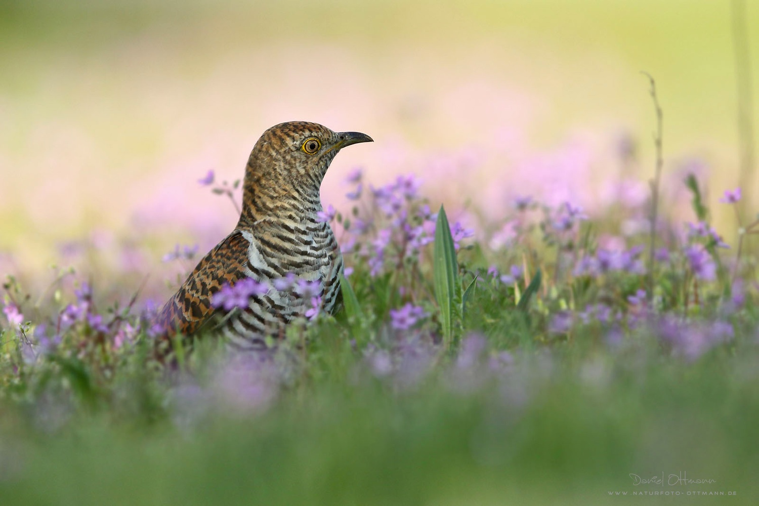 Kuckuck im Blumenmeer