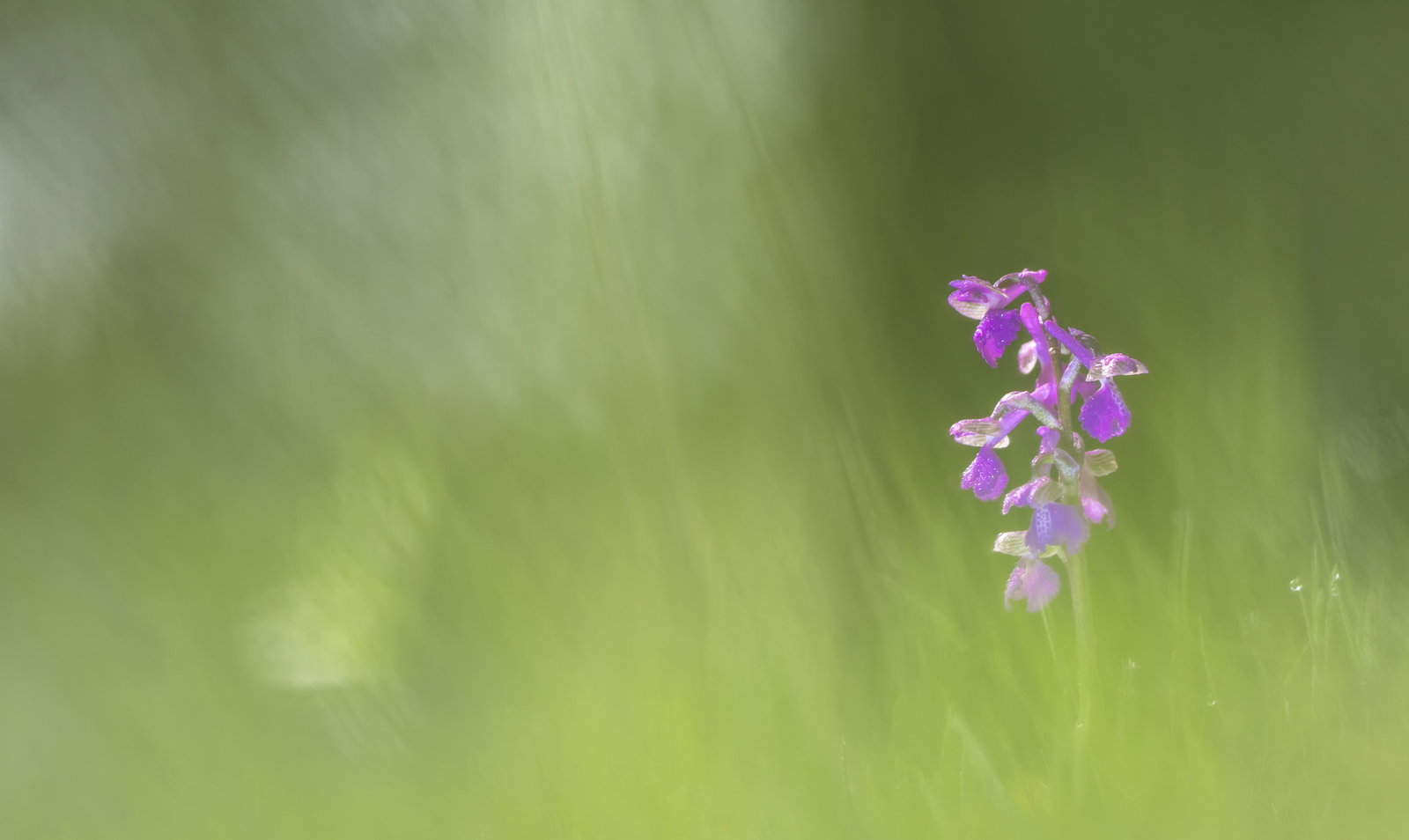 Ein Hauch von Orchidee