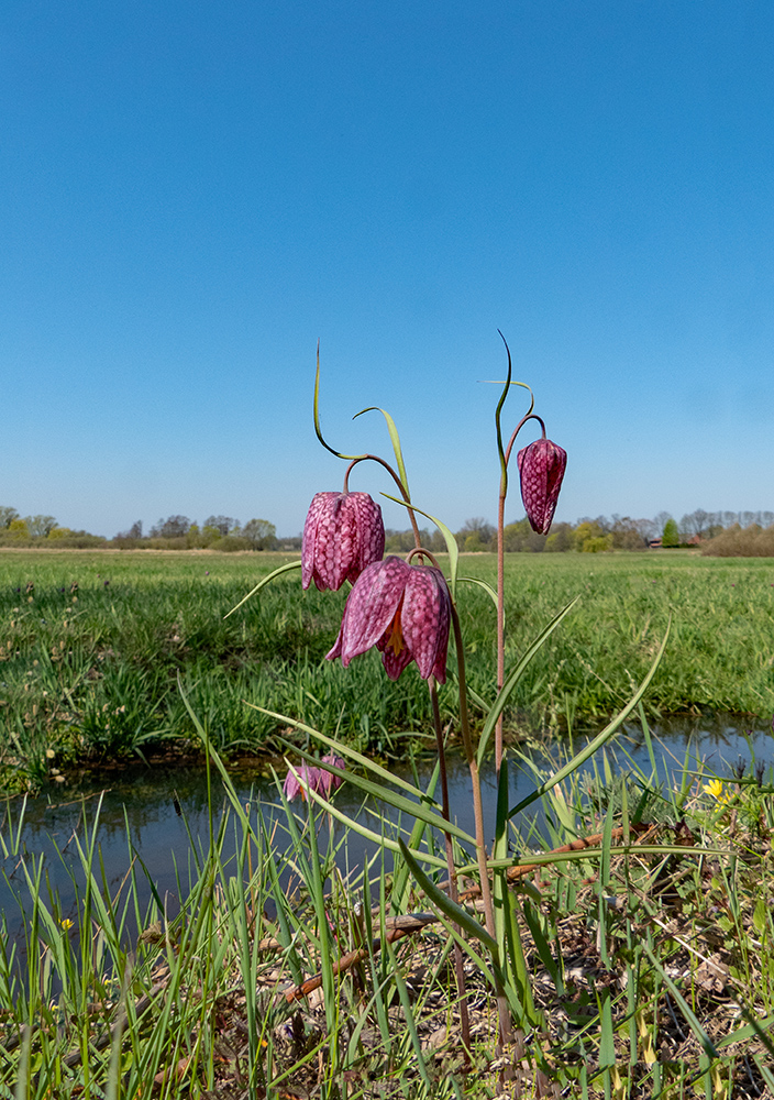 Die Schachbrettblume (Fritillaria meleagris)