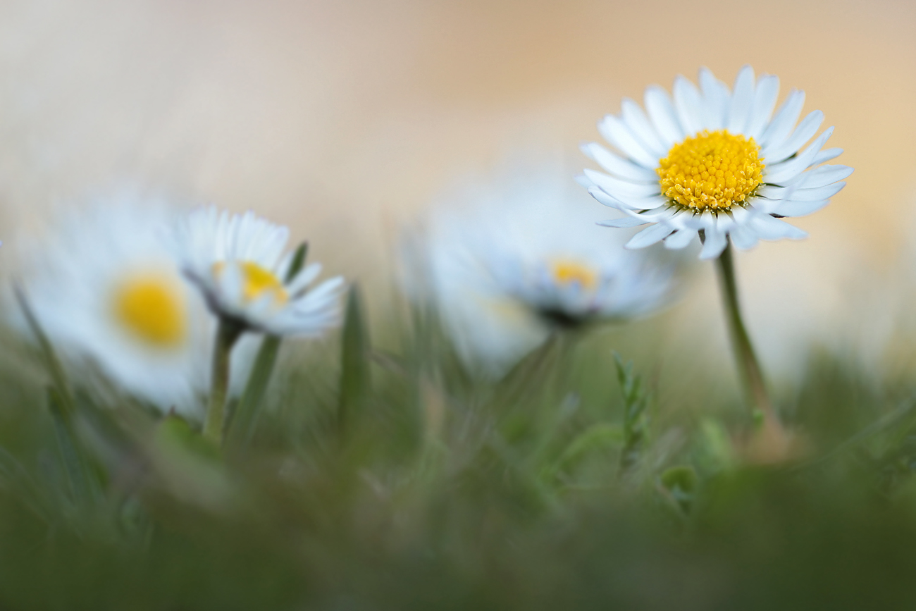 Wiesenschönheit