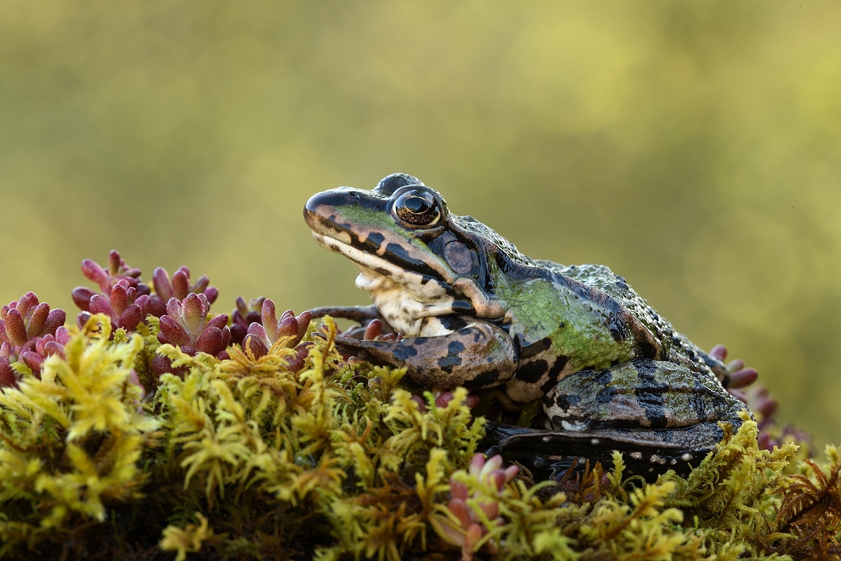 Wasserfrosch