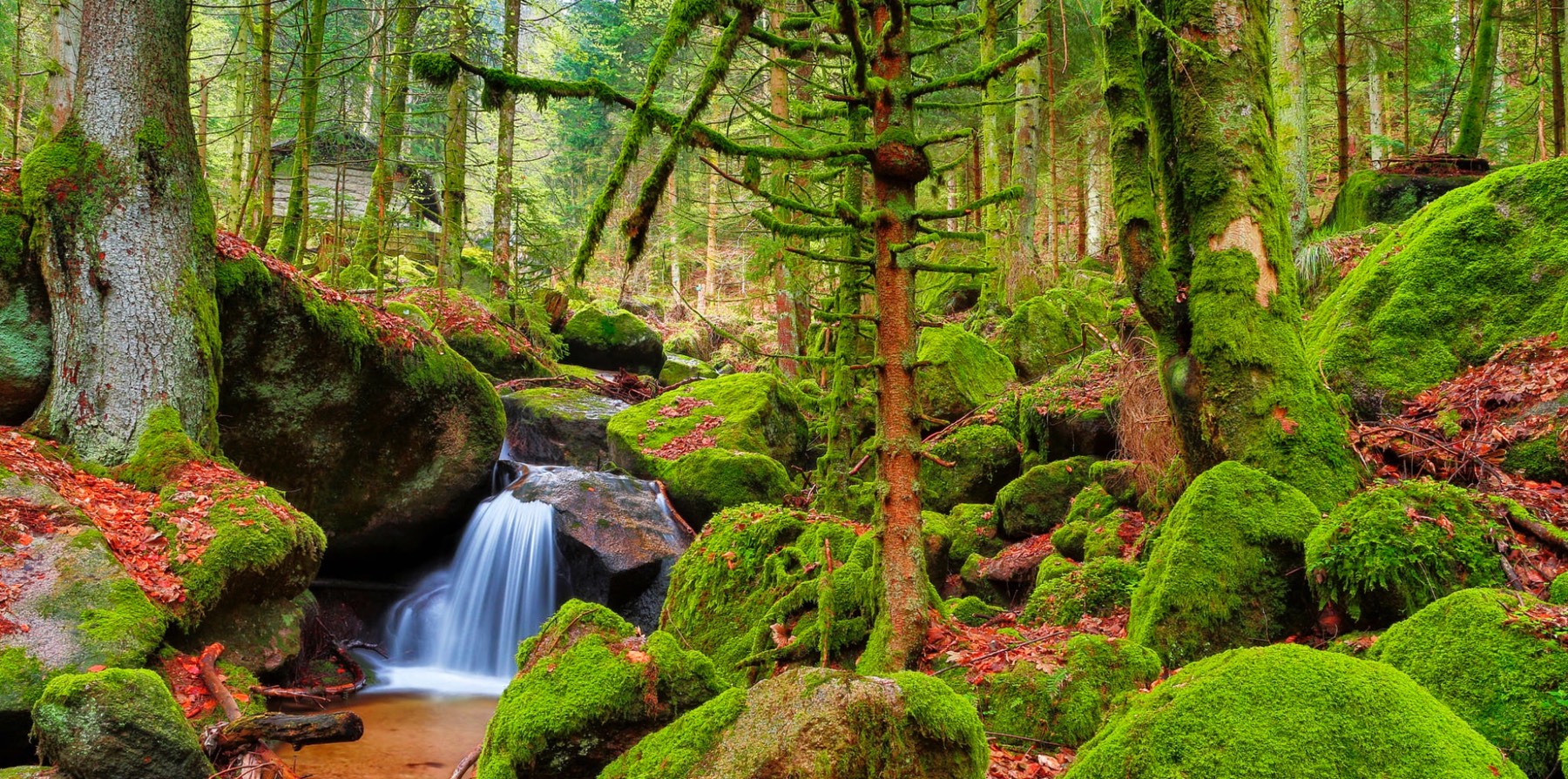 Deutscher Urwald