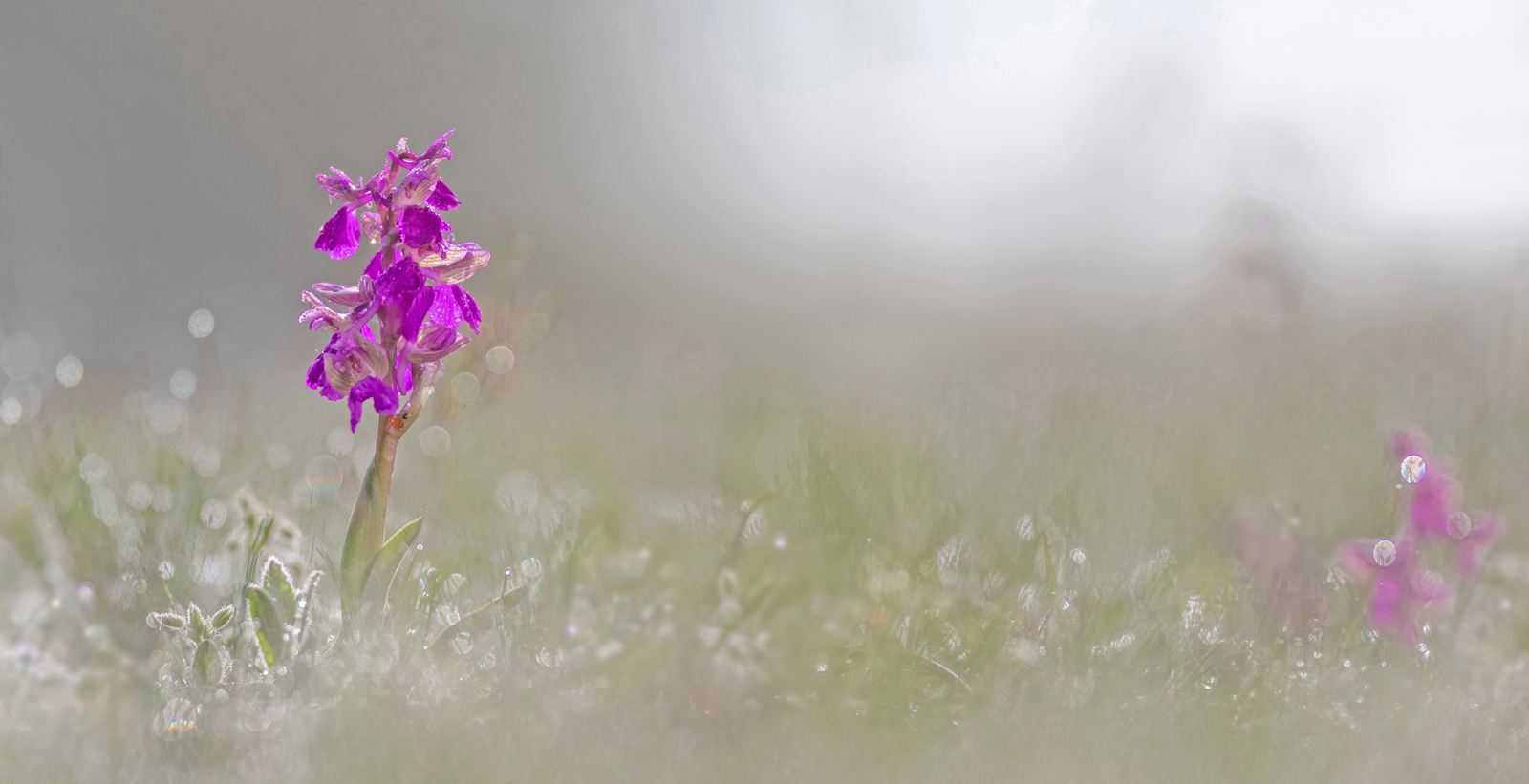 Im Morgentau: Kleines Knabenkraut (Anacamptis morio)