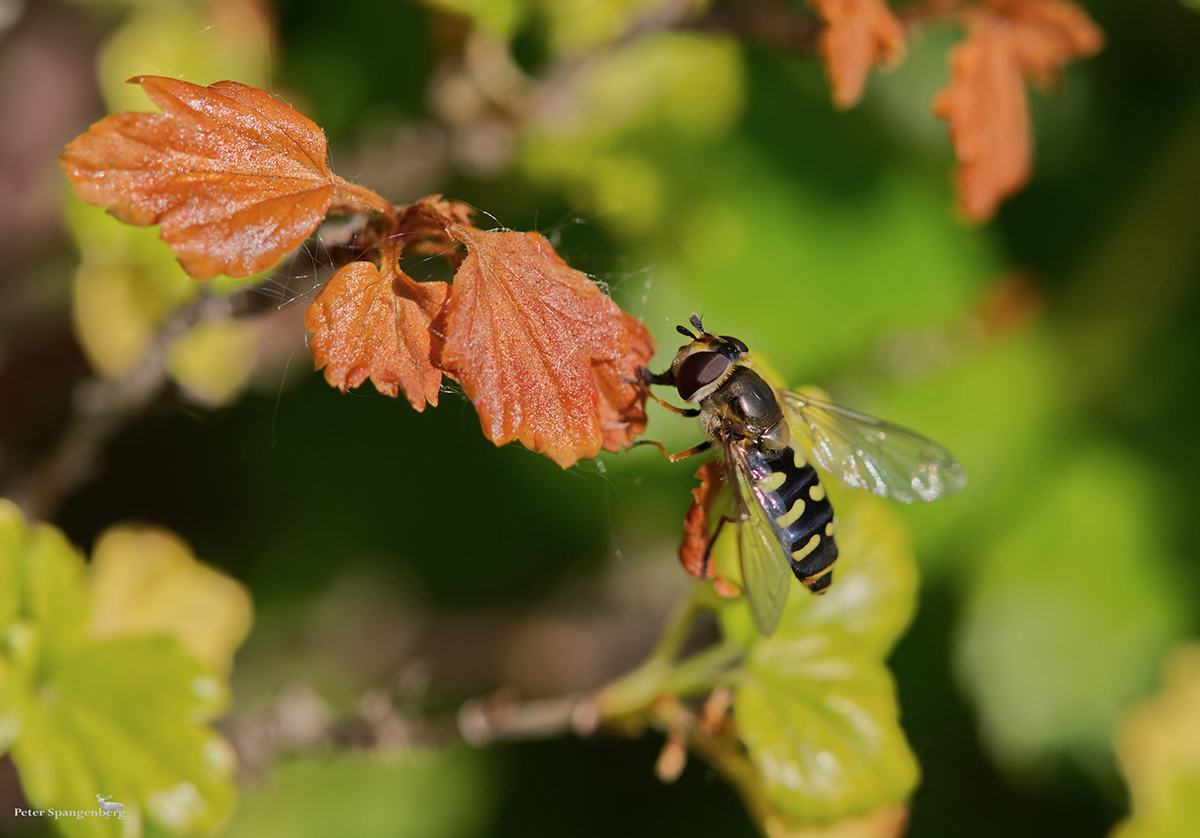 Späte Großstirnschwebfliege (Scaeva pyrastri)