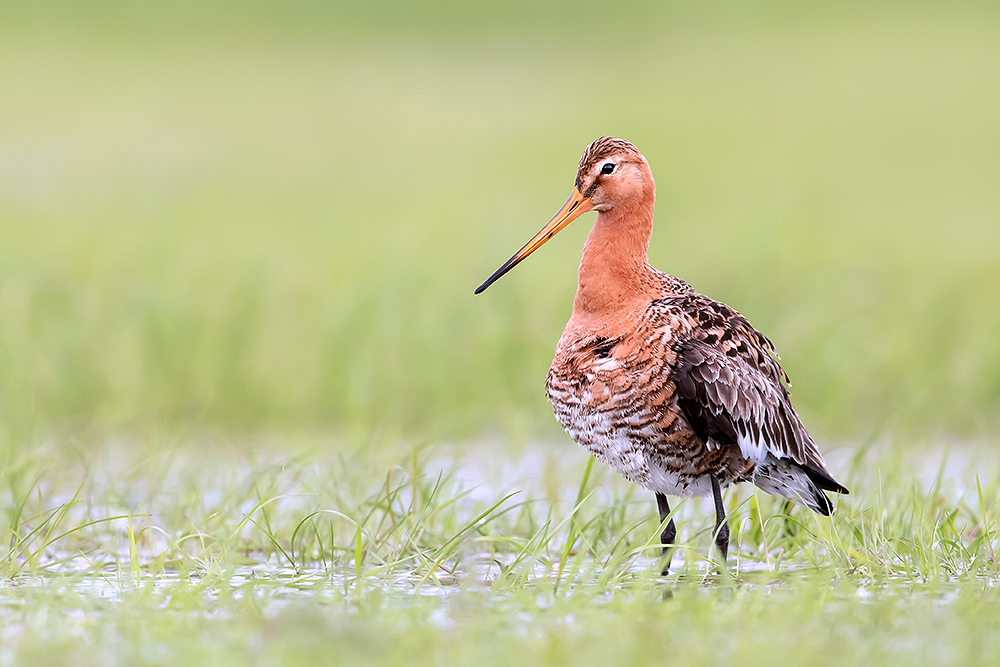 ~Limosa limosa~