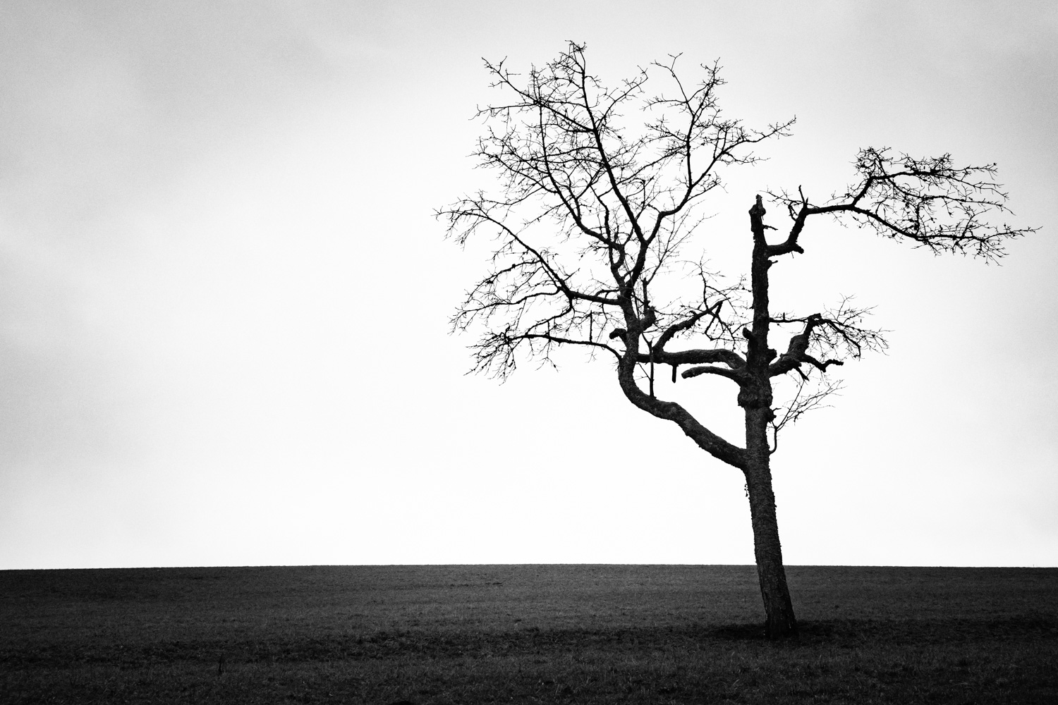 Der Kirschbaum