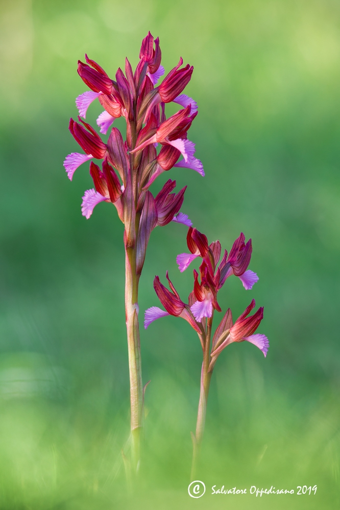 Anacamptis papilionacea