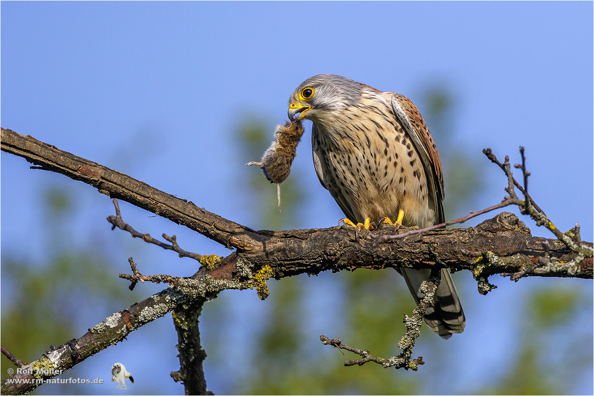 Turmfalke (Falco tinnunculus) Männchen