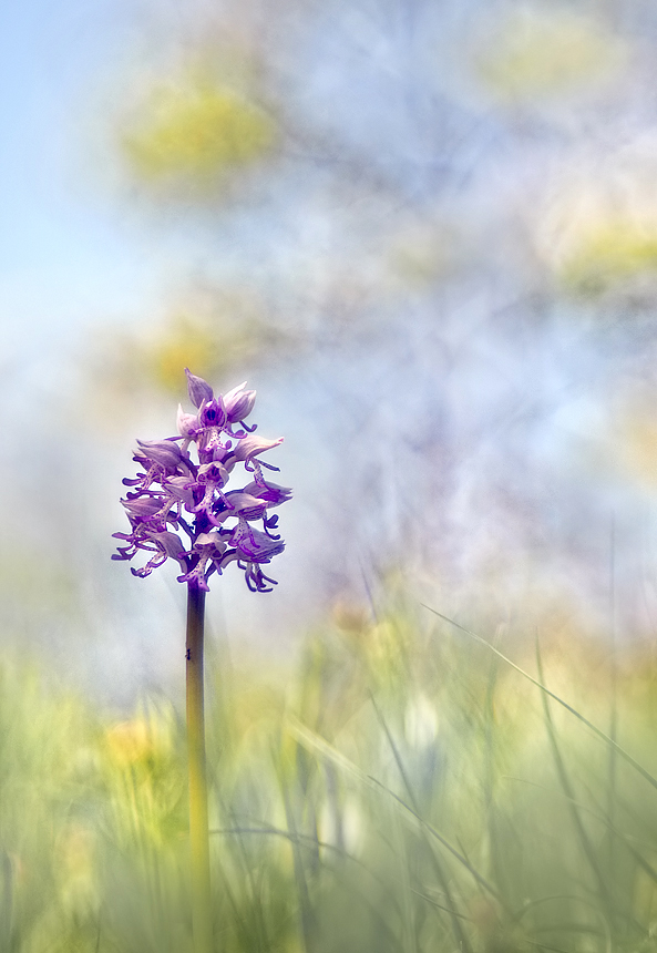 Orchis militaris ...,