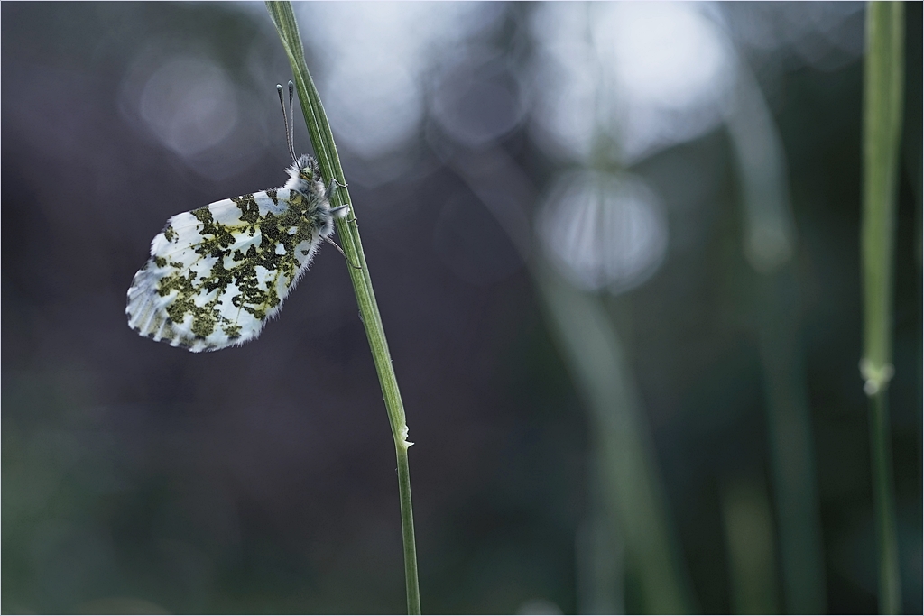 Madame Butterfly II