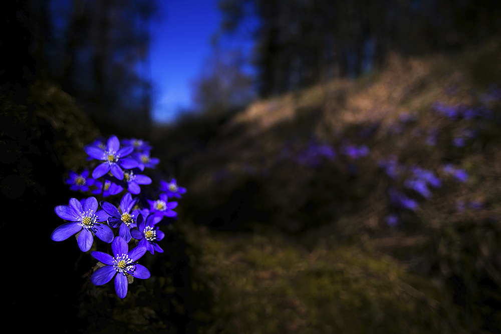 ~Hepatica nobilis~