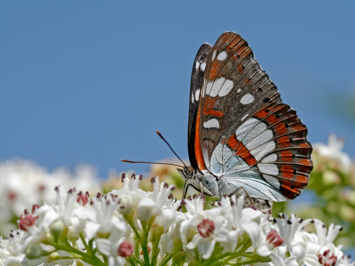 Blauschwarzer Eisvogel, Limenitis reducta