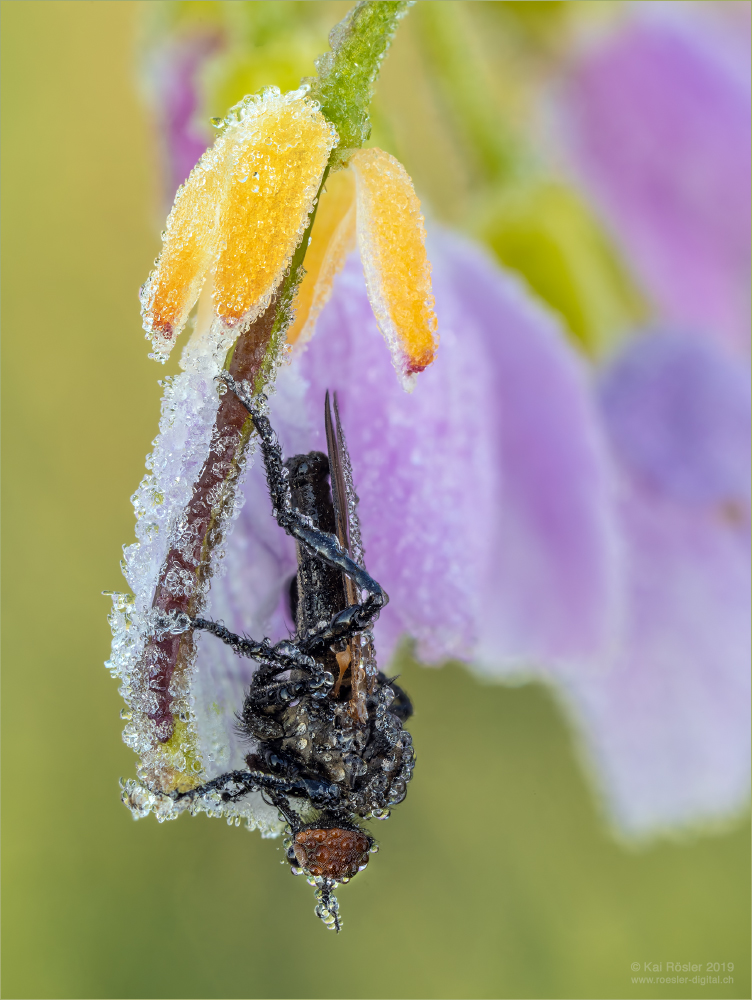 Fly on Ice