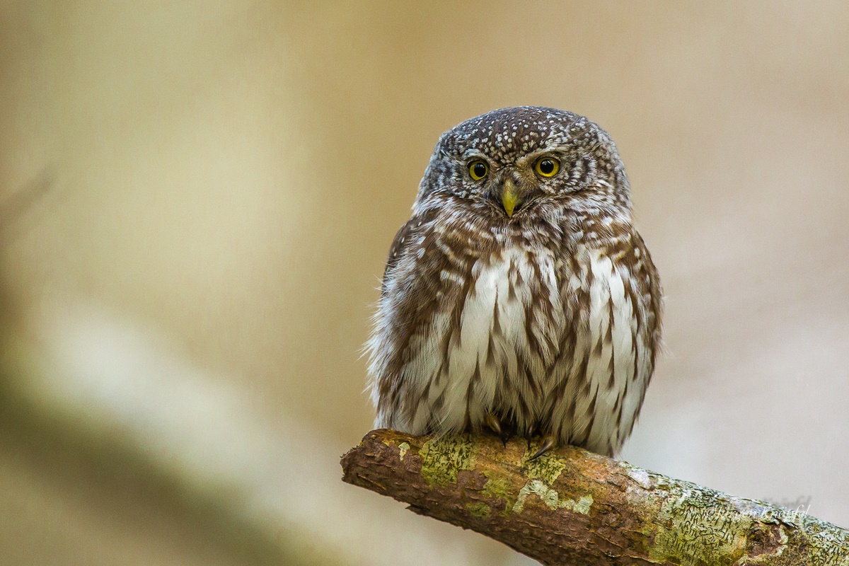 Sperlingskauz (Forum für Naturfotografen)