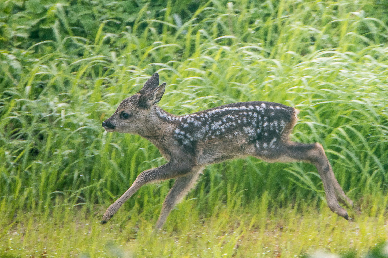 Bambi auf der Flucht