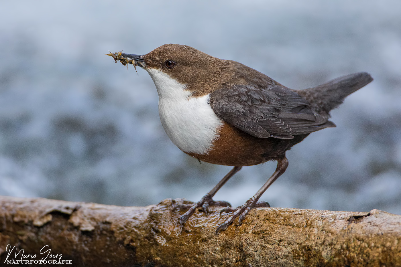 Fütterungszeit bei der Wasseramsel