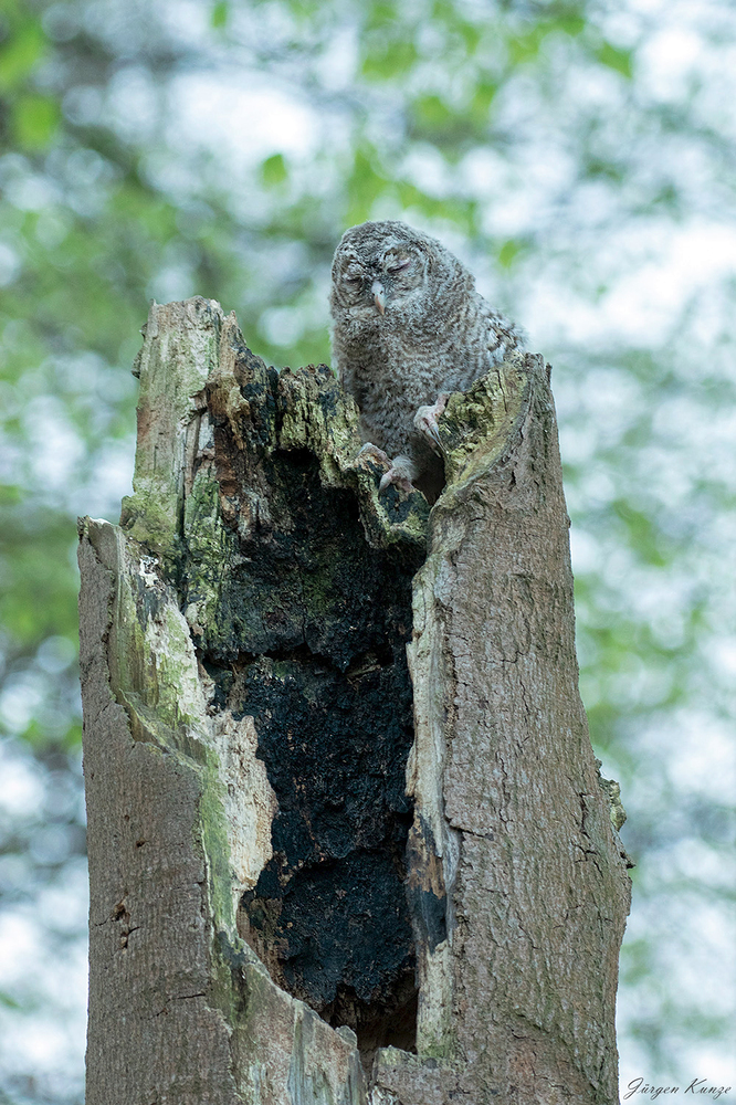 Ästling auf Nistbaum