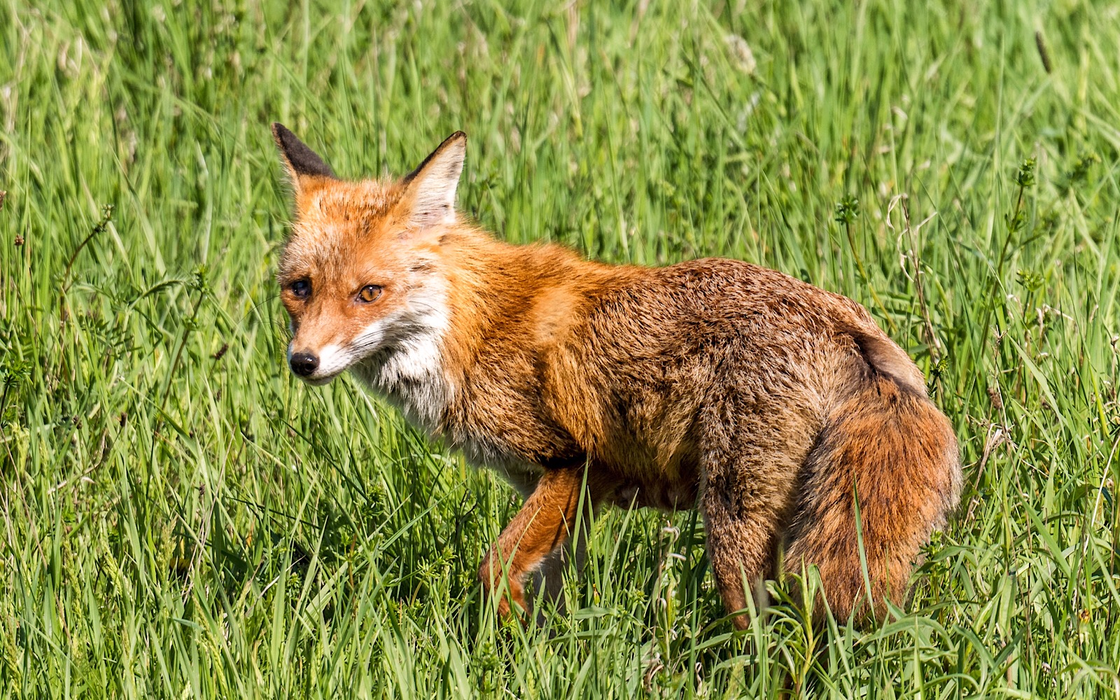 Fuchs im hohen Gras