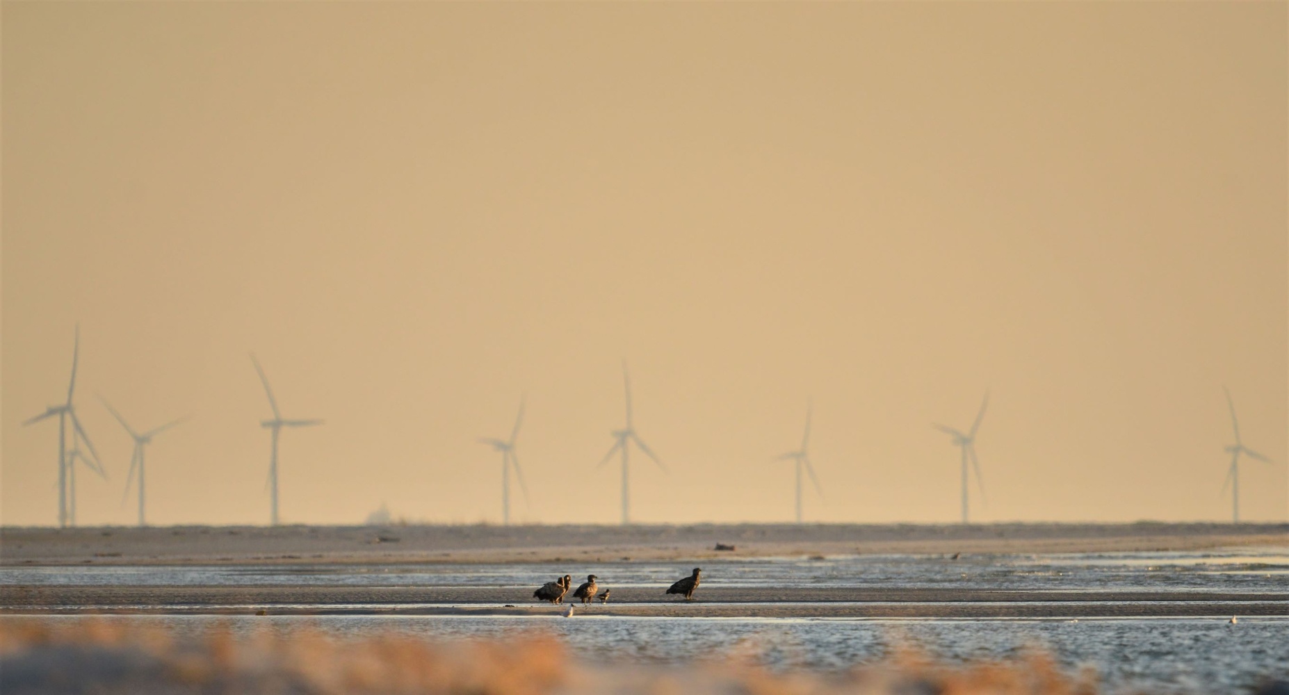 Strandwächter